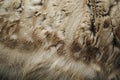 Digital image of close-up background of reindeer skin , high quality, high resolution Royalty Free Stock Photo