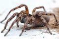 Digital image of in fear, the brown spider is seen on white background. isolated with clipping path and shadow effect. , high Royalty Free Stock Photo