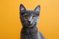 Digital image of  gray cat in front of white background, high quality, high resolution Royalty Free Stock Photo