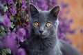 Digital image of  gray cat that has yellow eyes standing in front of a background Royalty Free Stock Photo