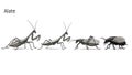 Insect Illustration: Alate Forms of Praying Mantis, Grasshopper, and Black Fly Royalty Free Stock Photo