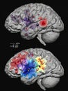 Brain Activity Visualization Showing Different Regions During Various Cognitive Tasks and Emotional Responses Royalty Free Stock Photo
