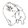 Illustration of dog breed Pomeranian