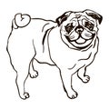 Illustration of dog breed Pug Royalty Free Stock Photo