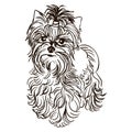 Illustration of dog breed Yorkshire Terrier