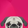 Illustration Dog pug looking over wall Royalty Free Stock Photo