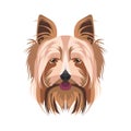 Illustration dog`s head Yorkshire Terrier