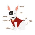 Illustration of dog vocabulary part of body Royalty Free Stock Photo