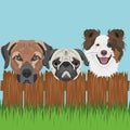 Illustration Dogs behind a wooden fence