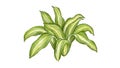 Illustration of Dracaena Fragrans Plant on White Background