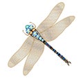 dragonfly brooch made of gold with precious stones
