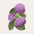 Illustration drawing of beautiful Hydrangea