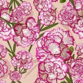 Illustration drawing of Dianthus caryophyllus Royalty Free Stock Photo