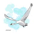 Illustration of drawing Flying Swan with watercolor spot effect. Hand drawn, doodle graphic design with bird. Royalty Free Stock Photo