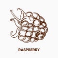 Illustration of drawing raspberry. Hand draw illustration for de