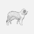 Illustration drawing style of dog Royalty Free Stock Photo