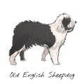 Illustration Drawing Style Of Old English Sheepdog