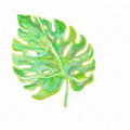 Green leaf of monstera painted in the style of watercolor.