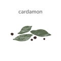 Illustration of dry cardamon seed spice isotated on white background. Hand drawn illustration. Royalty Free Stock Photo