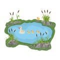 illustration of a duck and ducklings. Mother duck swims in the lake with small ducklings around grass.