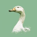 Realistic Duck Head Illustration On Green Background