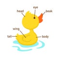 Duck vocabulary part of body.vector