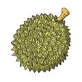 Illustration of Durian-Vector Illustration