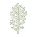 Illustration of a dusty miller leaf Royalty Free Stock Photo