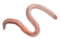 Illustration of the earthworm Royalty Free Stock Photo
