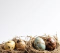 Natural Colors of Easter Eggs with White Space for Text