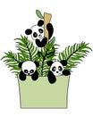 illustration, ecological logo, three pandas in a pocket, bamboo and tropical leaves