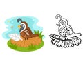 Illustration of educational coloring book cartoon quail