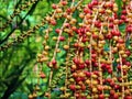 Illustration effect of interweaving red fruits of a tropical tree Royalty Free Stock Photo