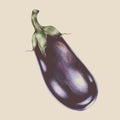 Illustration of eggplant drawing style Royalty Free Stock Photo