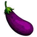 Illustration of eggplant in engraving style. Design element for poster, card, banner, menu. Royalty Free Stock Photo