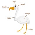 Illustration of egret vocabulary part of body