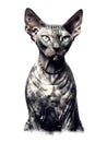 Illustration of Egyptian Sphynx cat