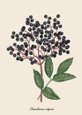 Illustration of elderberry berry