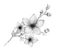 Elegant cherry blossom branch isolated on white, romantic pencil drawing illustration with realistic sakura flowers