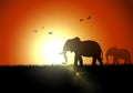 Elephant silhouette sunset at savanah Royalty Free Stock Photo