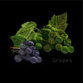 Illustration of embroidery, needlework with a bunch, cluster of grapes with a green leaf. Necklace of traditional Royalty Free Stock Photo