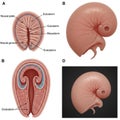 Embryonic development stages. Top left diagram (A) shows the Royalty Free Stock Photo