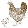 Illustration of engraving chicken and chick Royalty Free Stock Photo