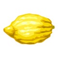 Illustration of etrog Happy Sukkot traditional symbol.