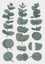 Illustration of eucalyptus branches and leaves Royalty Free Stock Photo