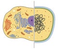 Illustration of eukaryotic and prokaryotic cells. Differences