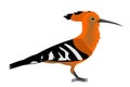 Illustration of an Eurasian hoopoe, Upupa epops