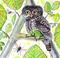Illustration of Eurasian pygmy owl sitting on alder tree branches with flies