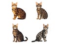 Illustration of Exotic Toyger Cat