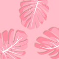 Illustration. Exotic tropical plant. Pink monstera leaves with shadow.